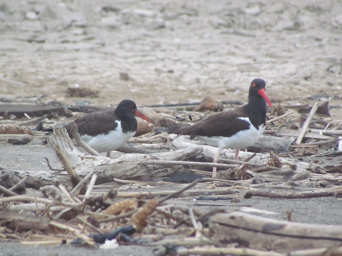 American Oystercatcher - ML213264711