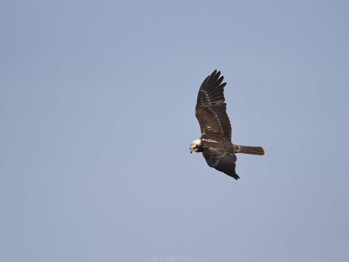 Western Marsh Harrier - ML213265121