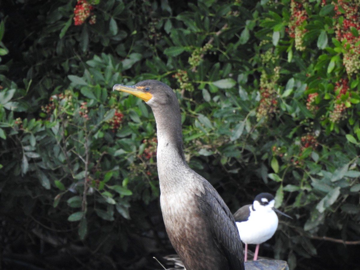 Cormoran à aigrettes - ML21326641