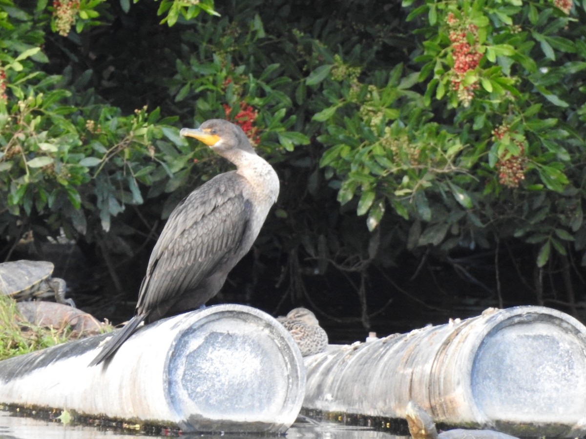 Double-crested Cormorant - ML21326651