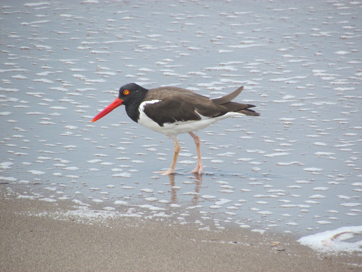 American Oystercatcher - ML213267861