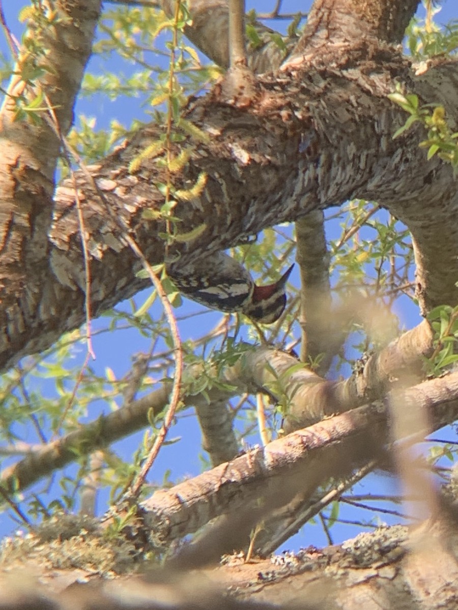 Red-naped Sapsucker - ML213268871