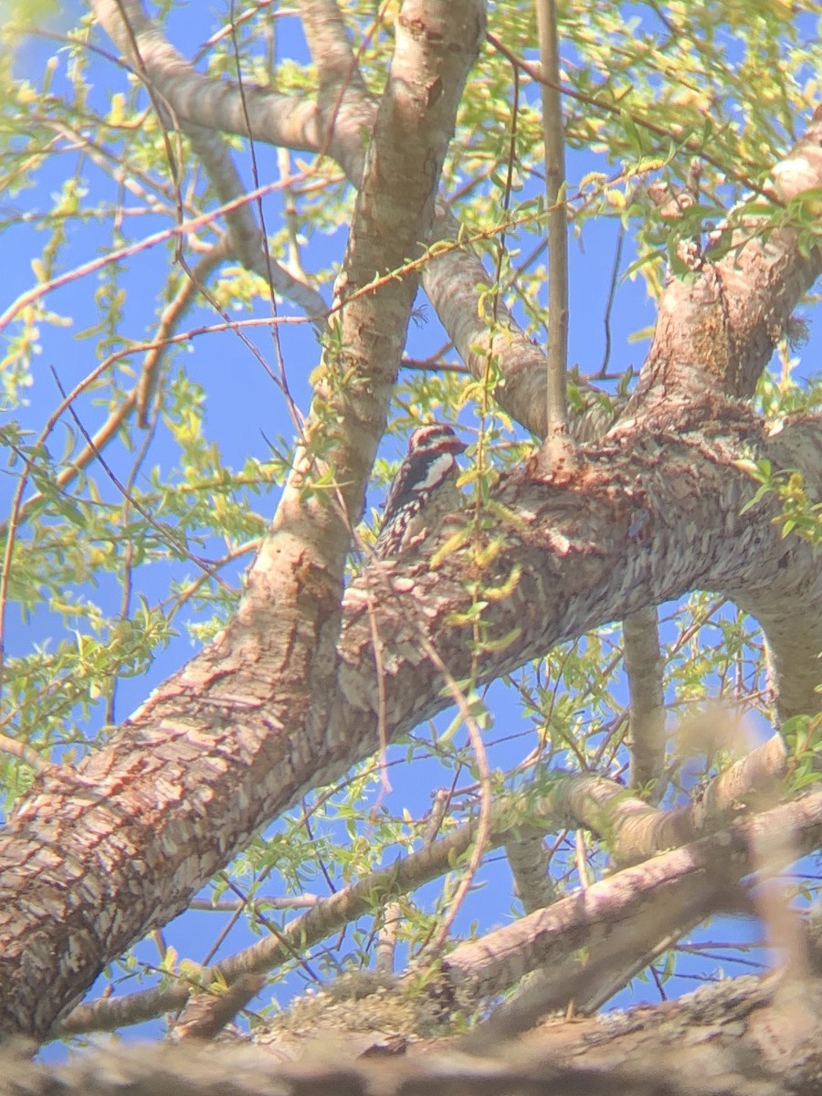 Red-naped Sapsucker - John Patten Moss