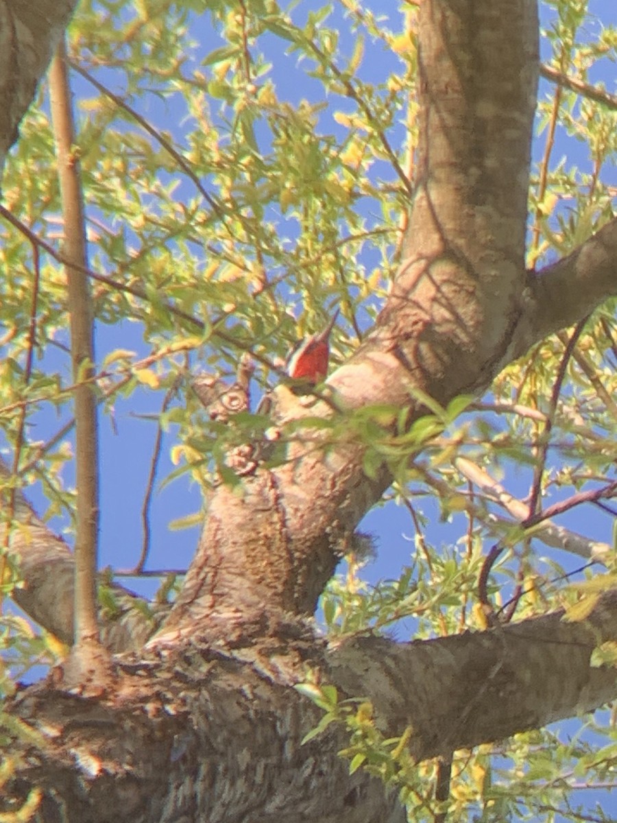 Red-naped Sapsucker - ML213268891