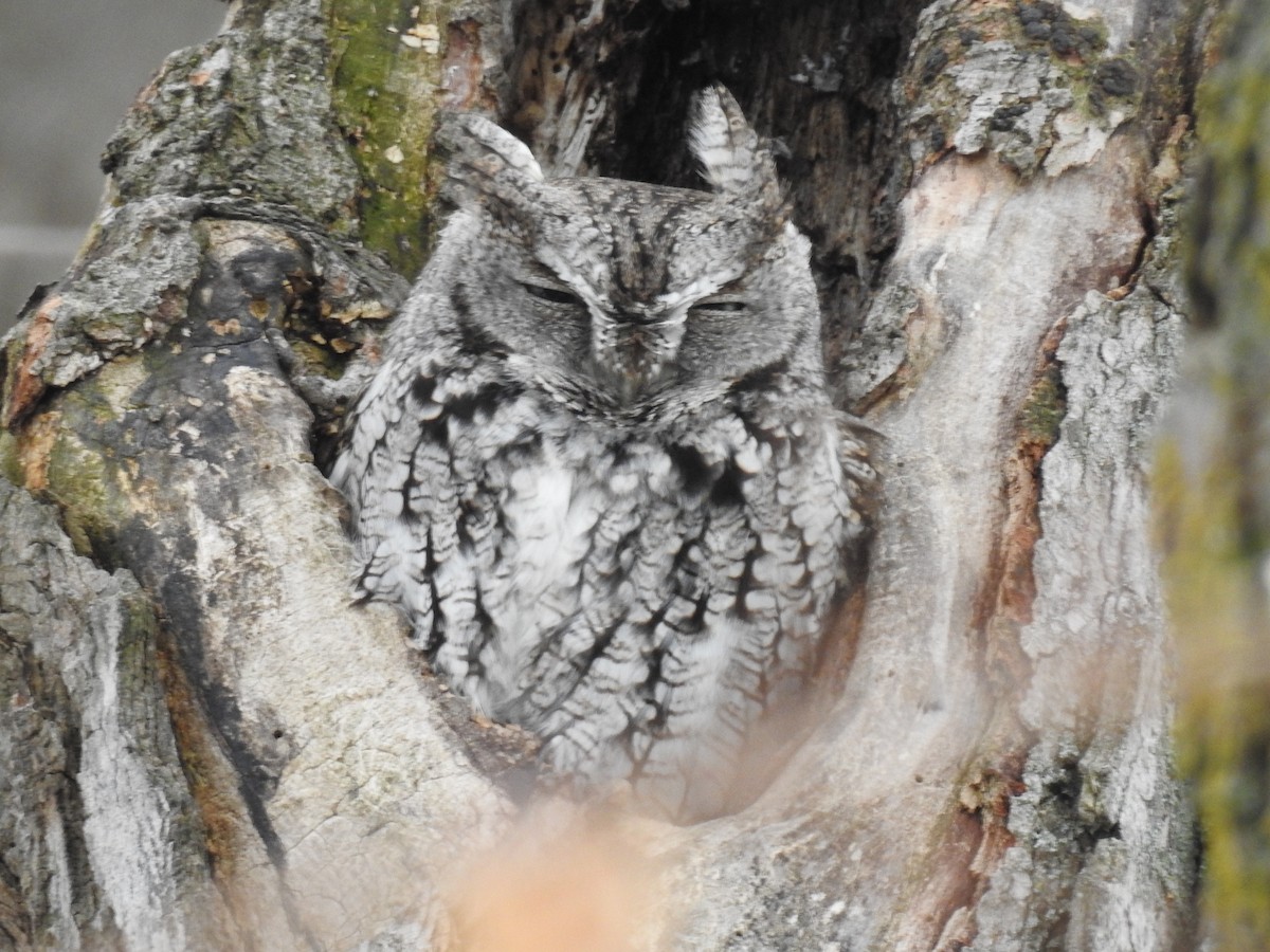 Eastern Screech-Owl - Jean W. Côté