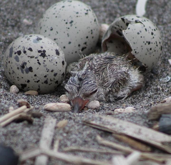 American Oystercatcher - ML213270451