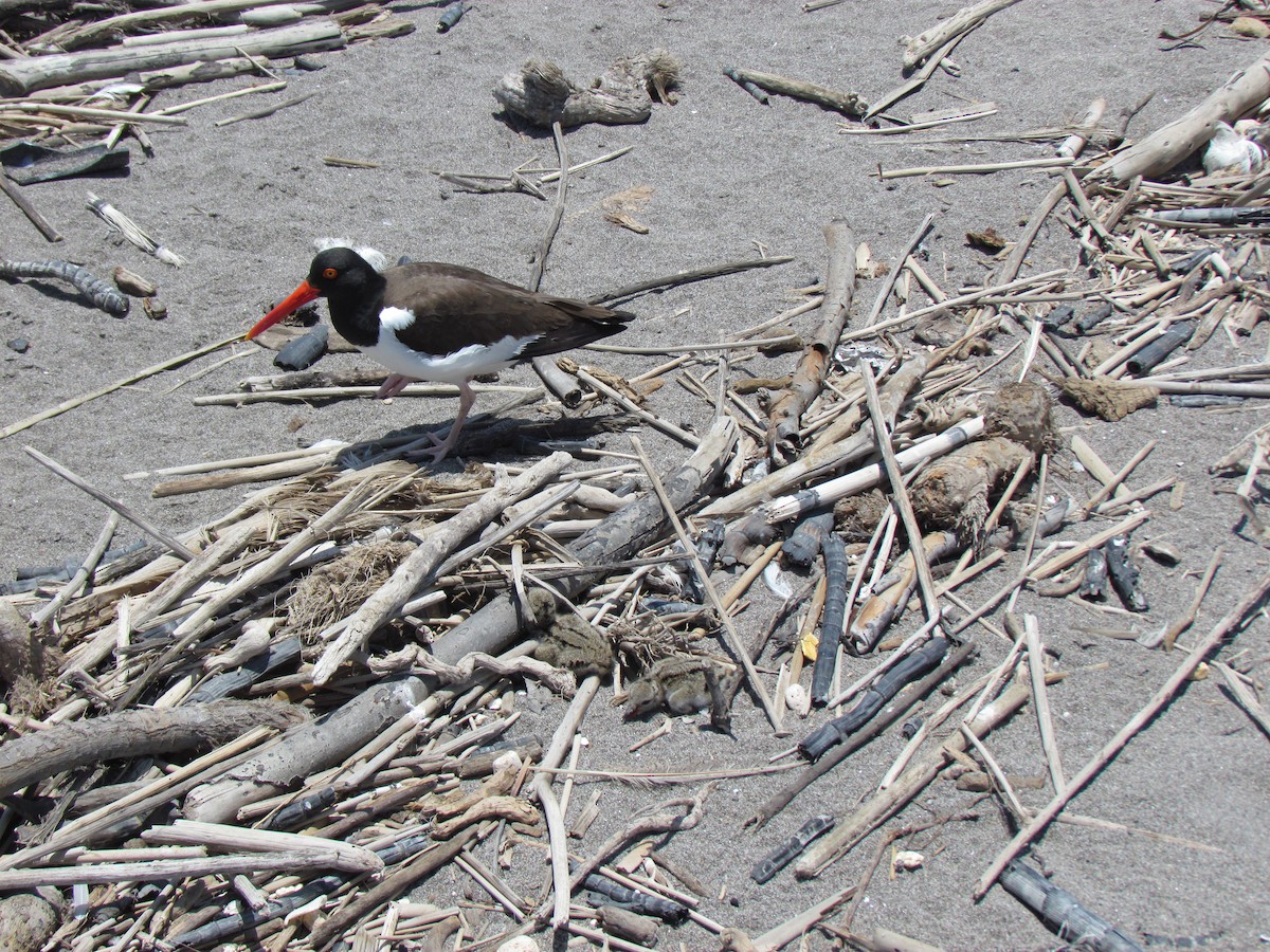 American Oystercatcher - ML213270461