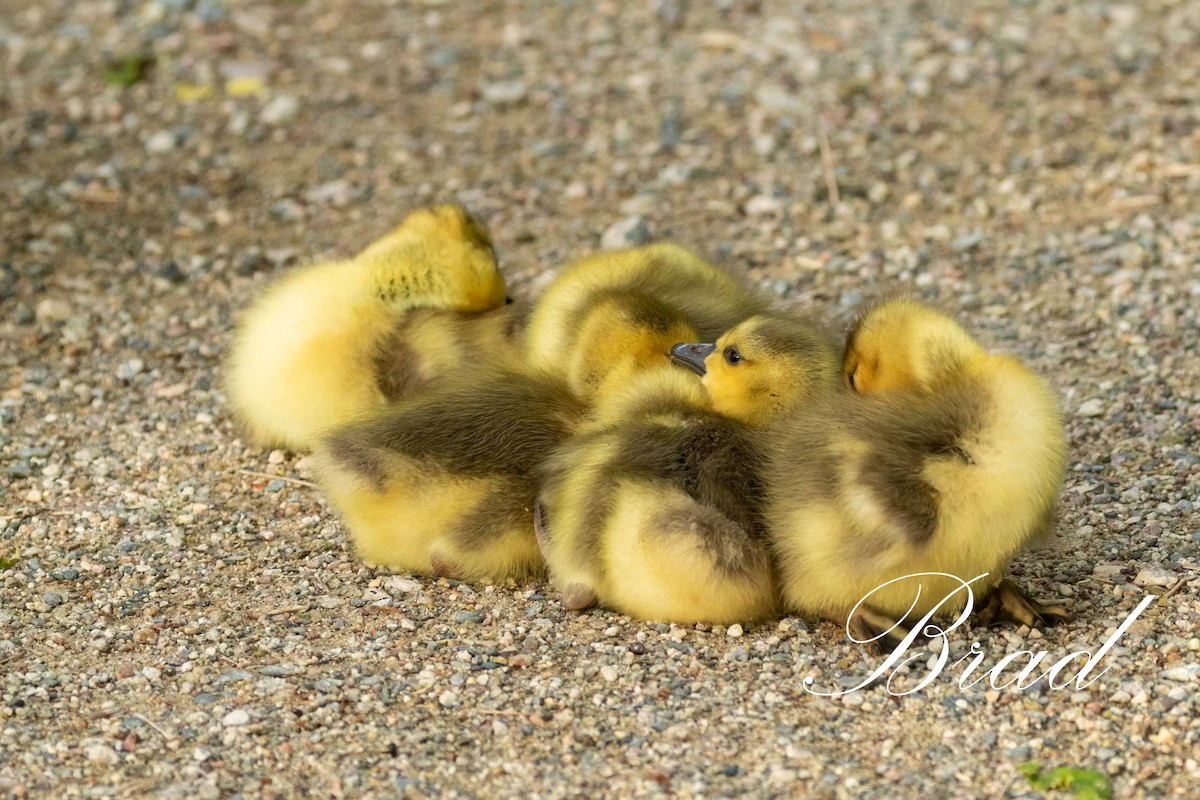 Bernache du Canada - ML213270801