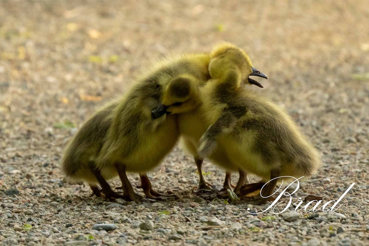 Bernache du Canada - ML213270811