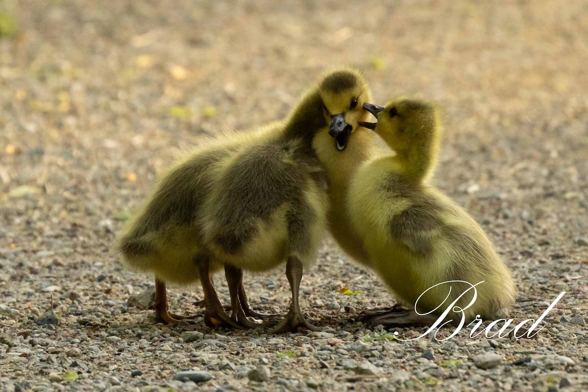 Bernache du Canada - ML213270821