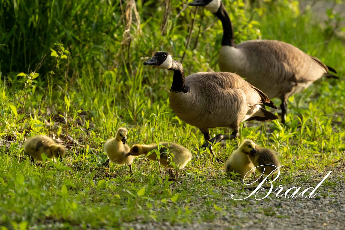 Bernache du Canada - ML213270841