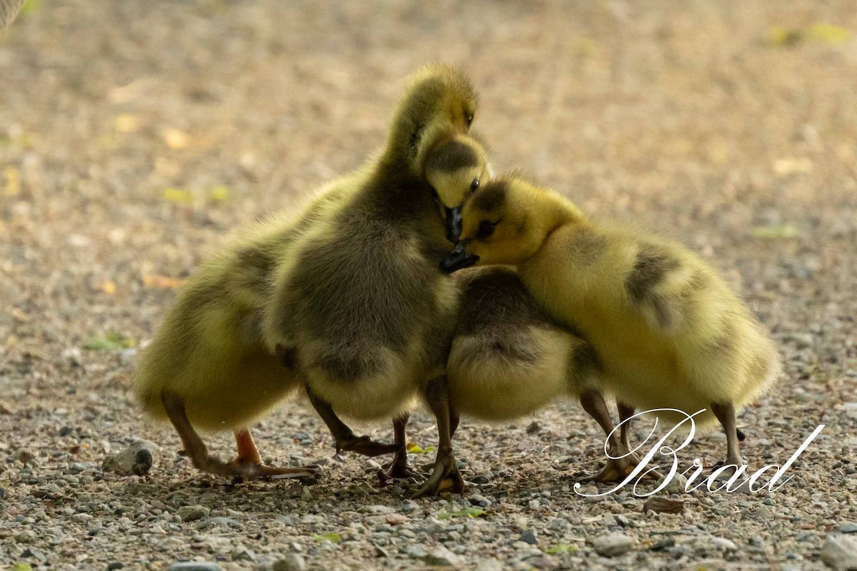 Bernache du Canada - ML213270861