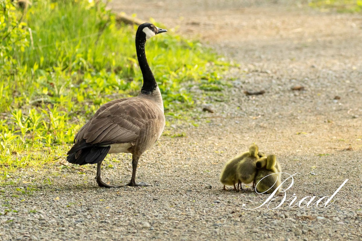 Bernache du Canada - ML213270871