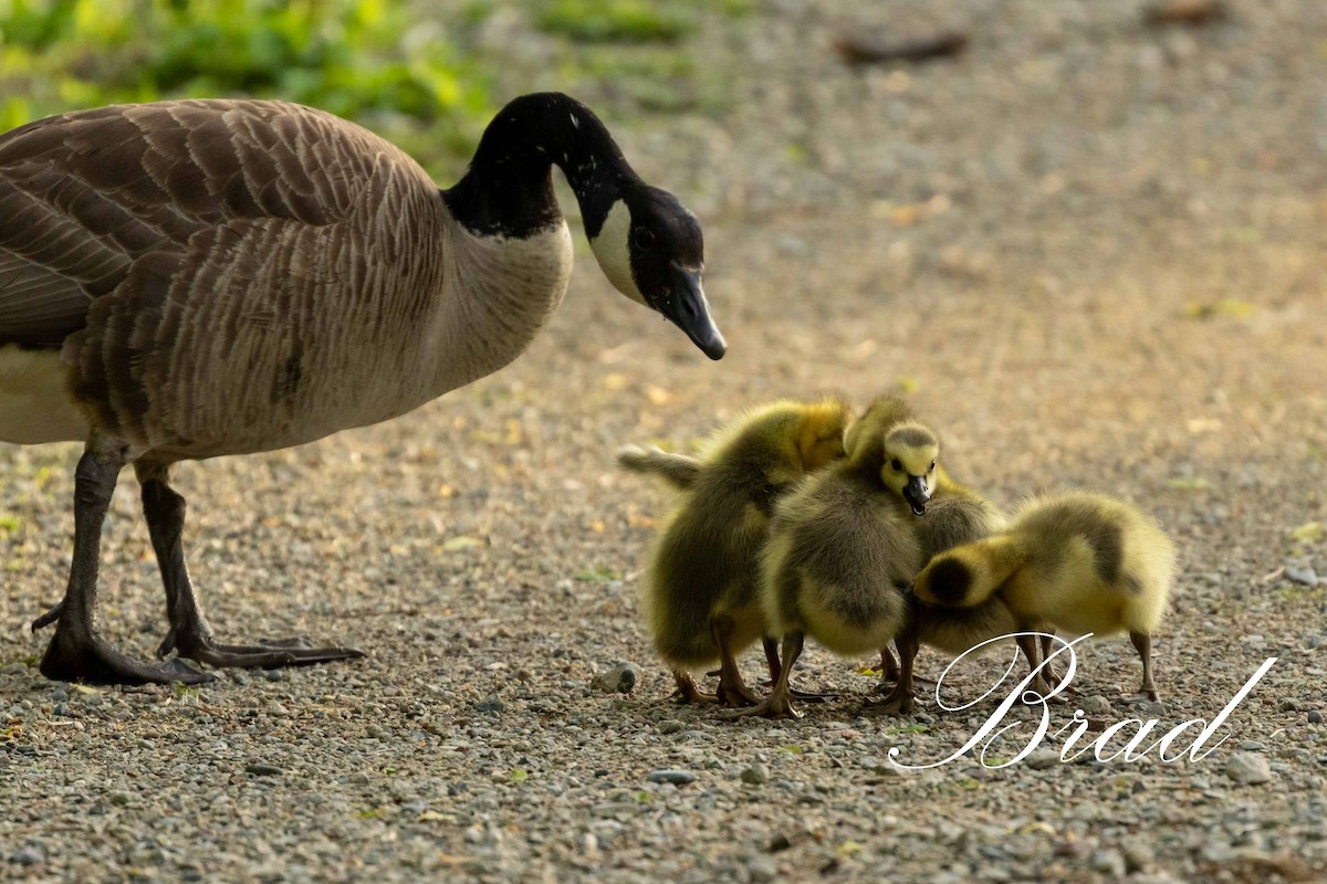 Bernache du Canada - ML213270881
