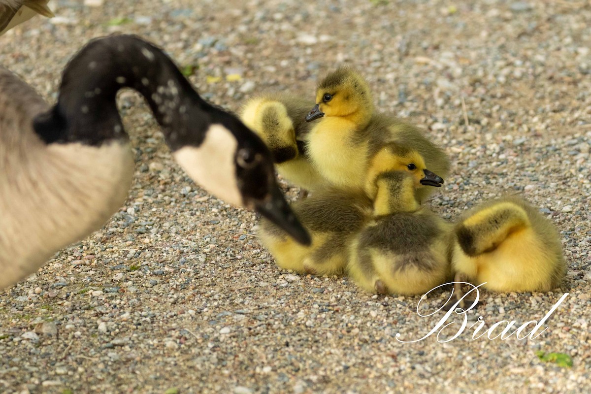 Bernache du Canada - ML213270921