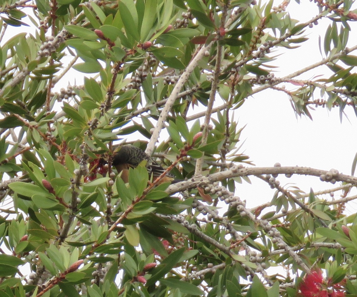 Orchard Oriole - Jennifer Rycenga