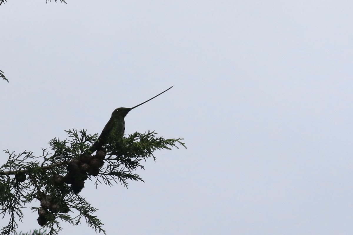 Sword-billed Hummingbird - ML213274351
