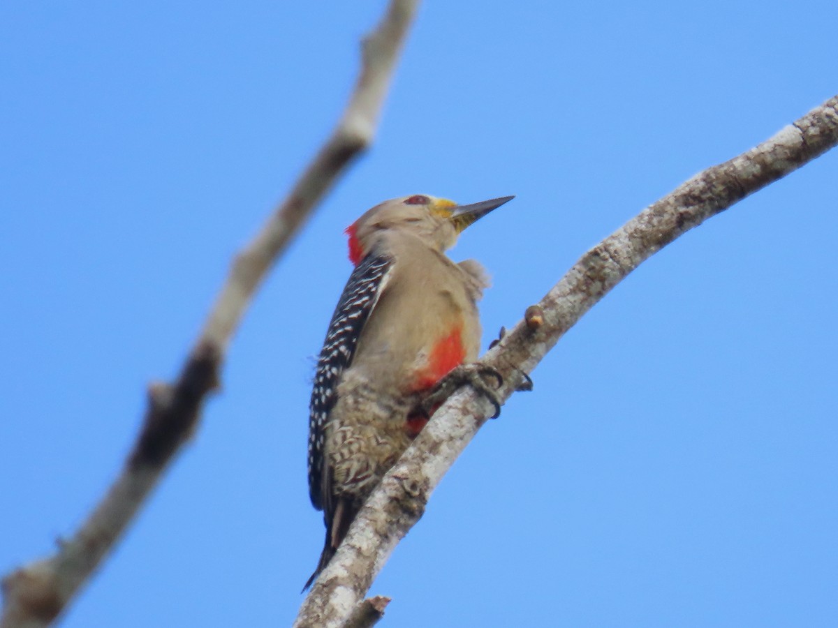 Yucatan Woodpecker - ML213275571