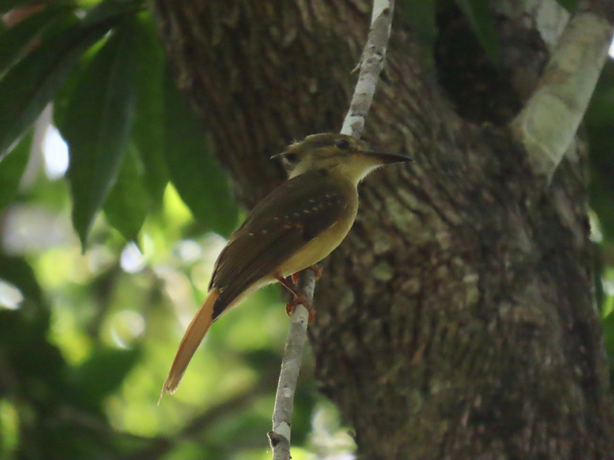 Tropical Royal Flycatcher - ML213275581