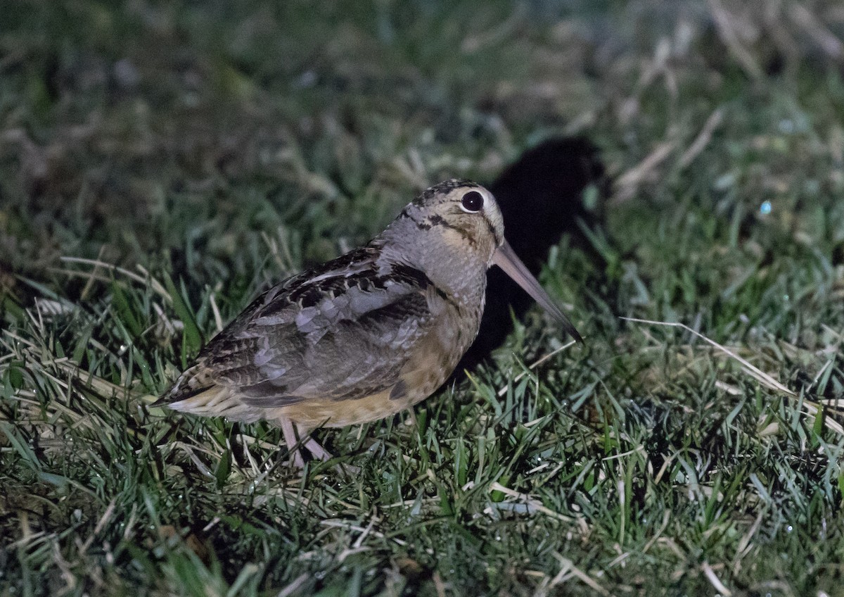 American Woodcock - ML213279061