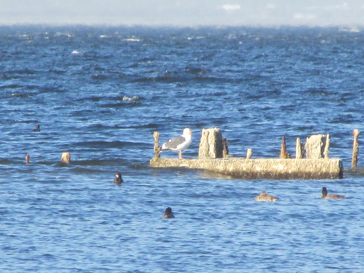 Western Gull - ML213280261