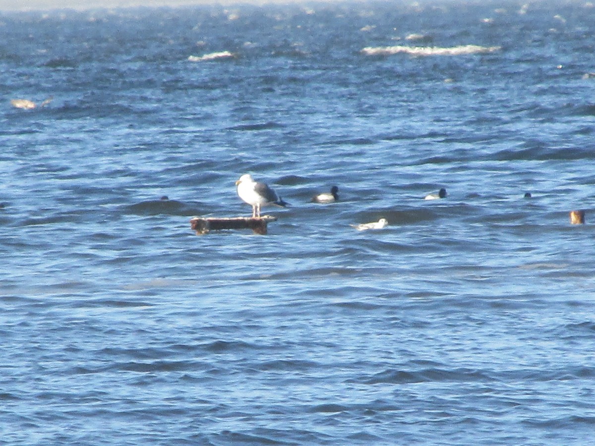 Western Gull - ML213280661