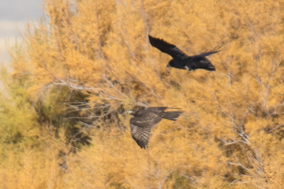 Red-tailed Hawk (Harlan's) - Alexia S.(wkingfisher)