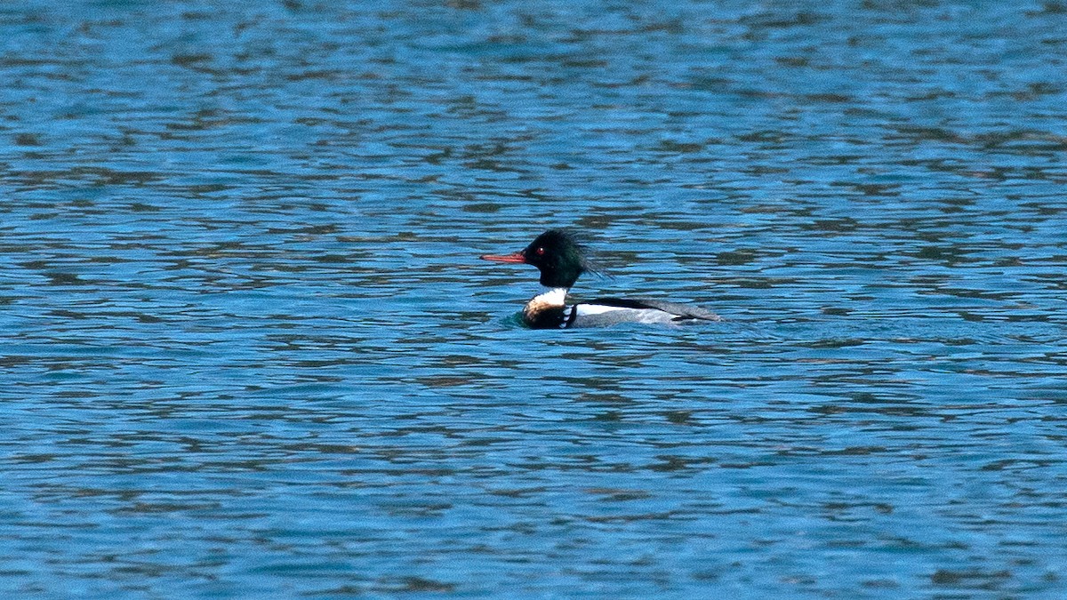 Red-breasted Merganser - Jim Gain