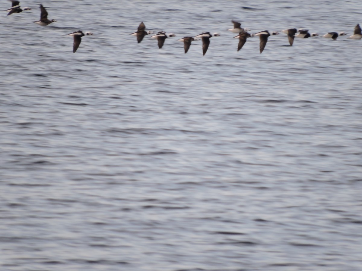 Long-tailed Duck - ML213281271