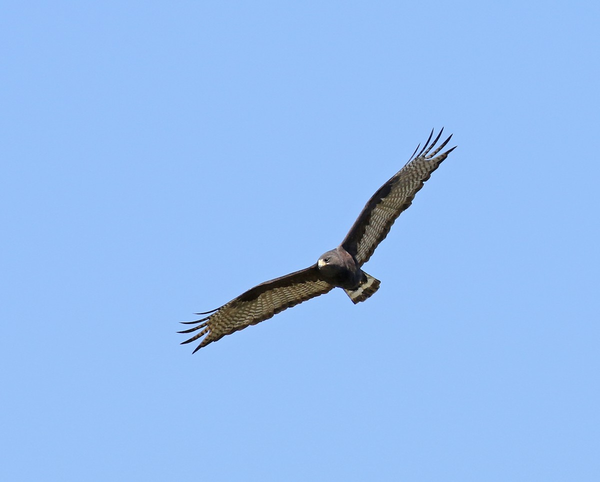 Zone-tailed Hawk - ML213281551