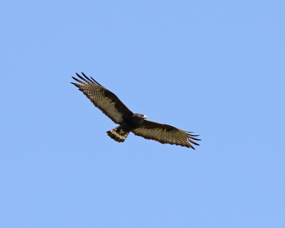 Zone-tailed Hawk - ML213281561