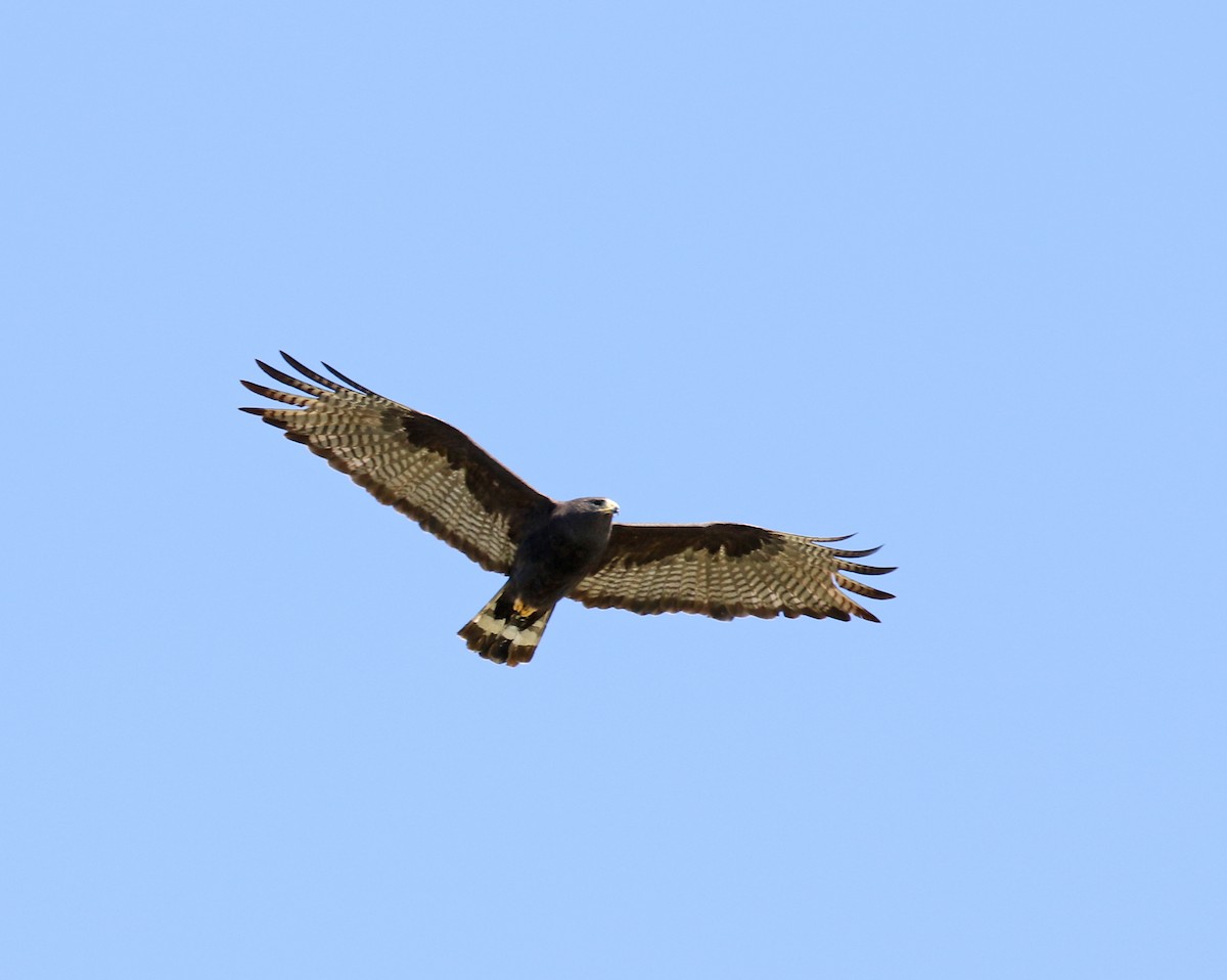 Zone-tailed Hawk - ML213281611