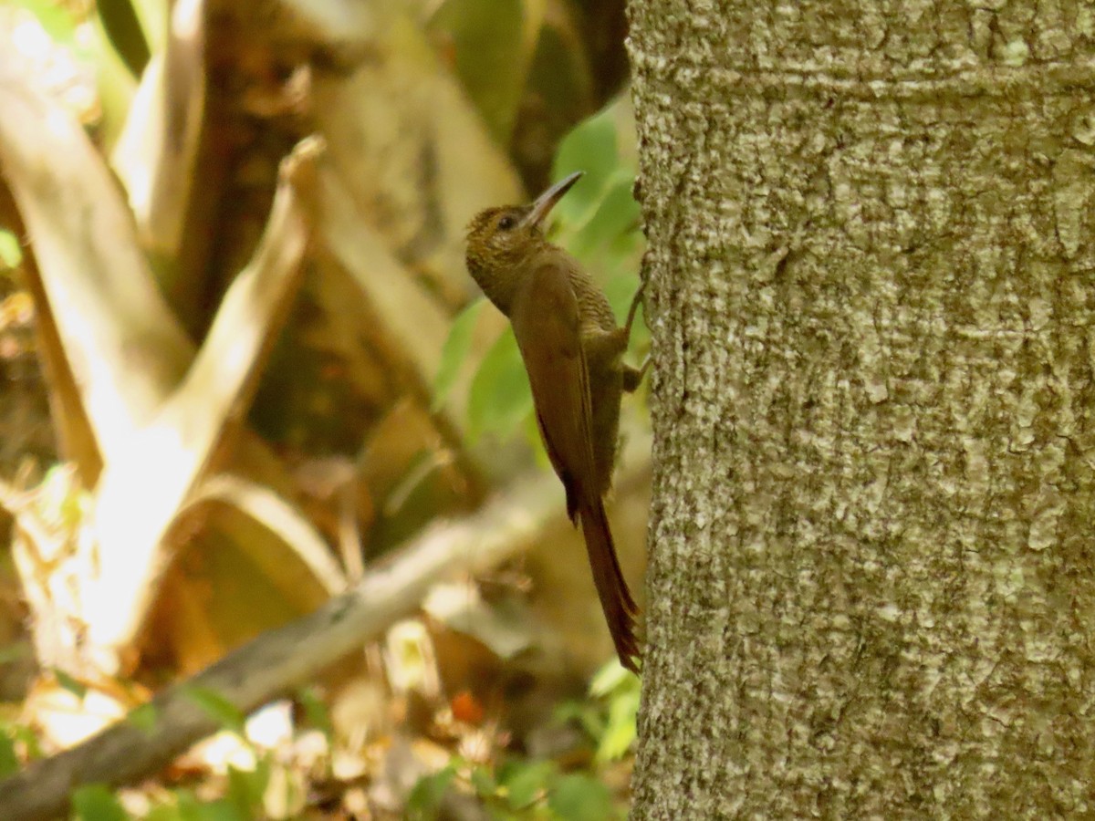 Northern Barred-Woodcreeper - ML213282351