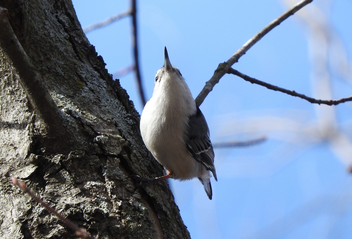 White-breasted Nuthatch - ML213283391