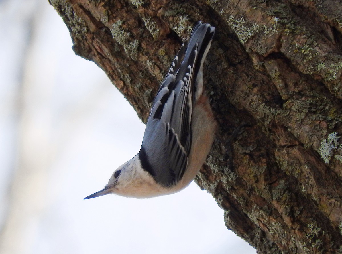 White-breasted Nuthatch - ML213283441