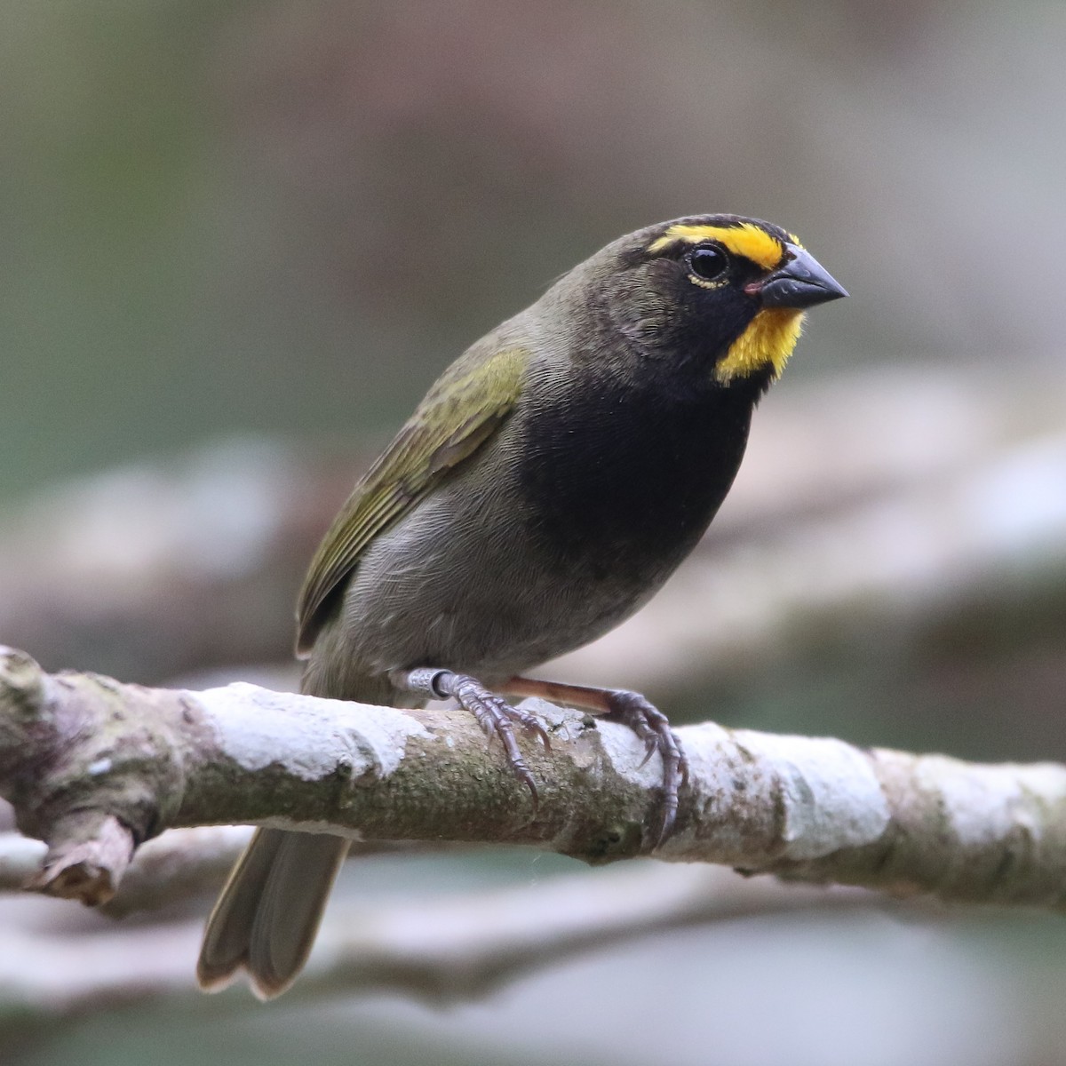 Yellow-faced Grassquit - ML213283841