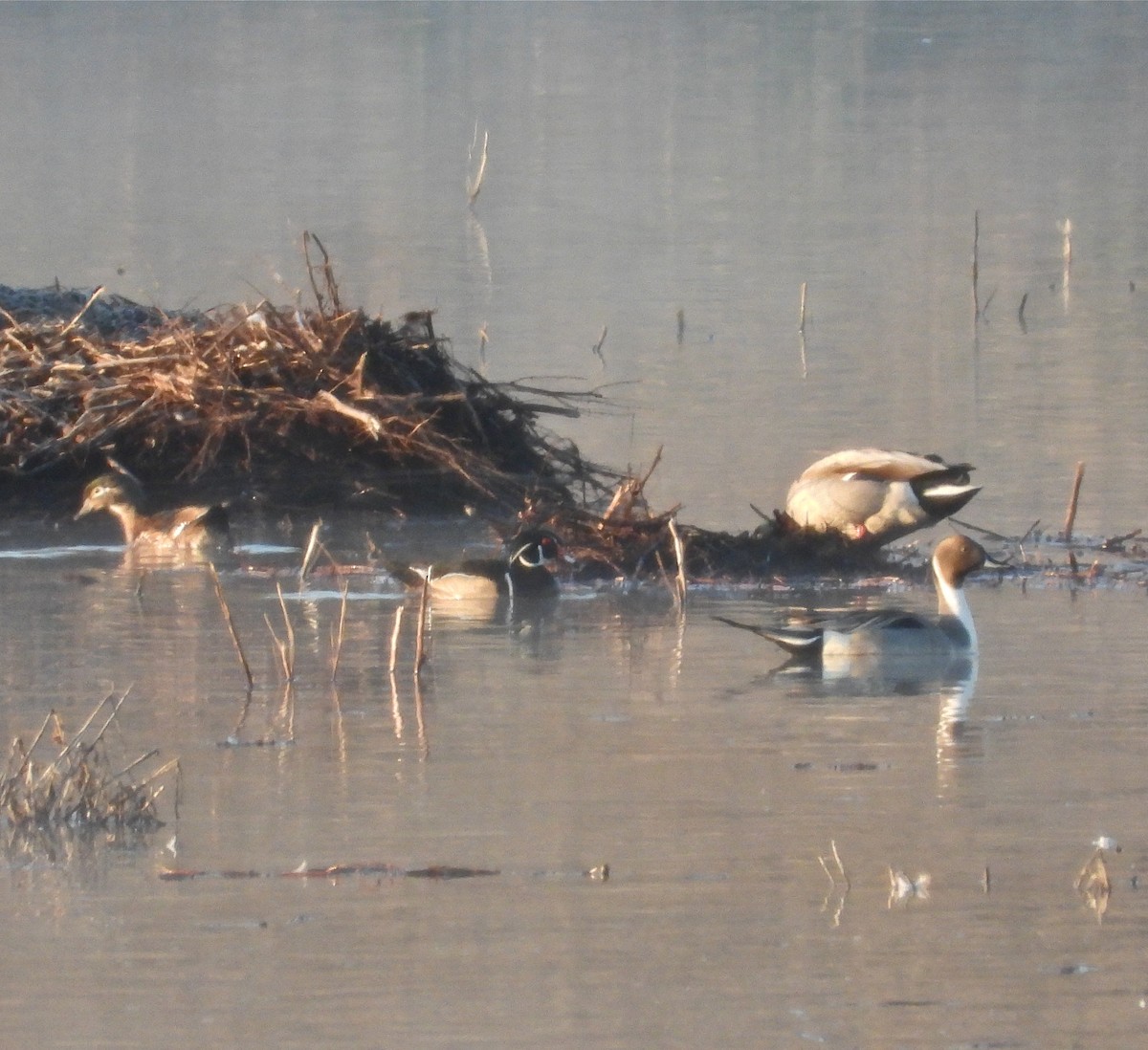 Northern Pintail - ML213284631