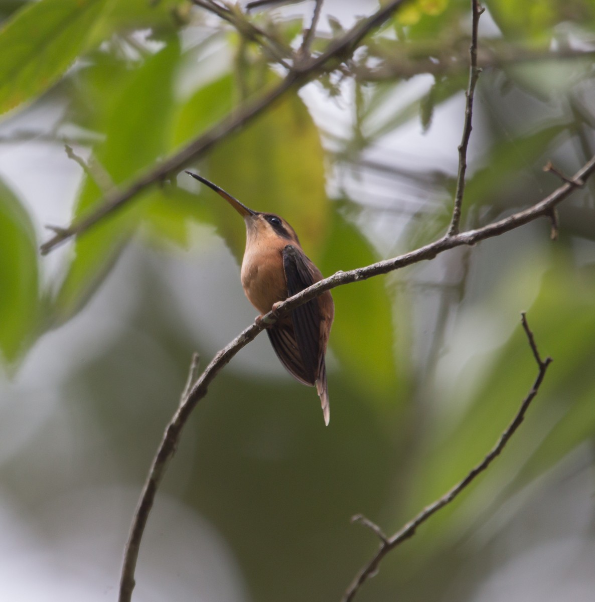 Пестрогорлый колибри-отшельник - ML213284871