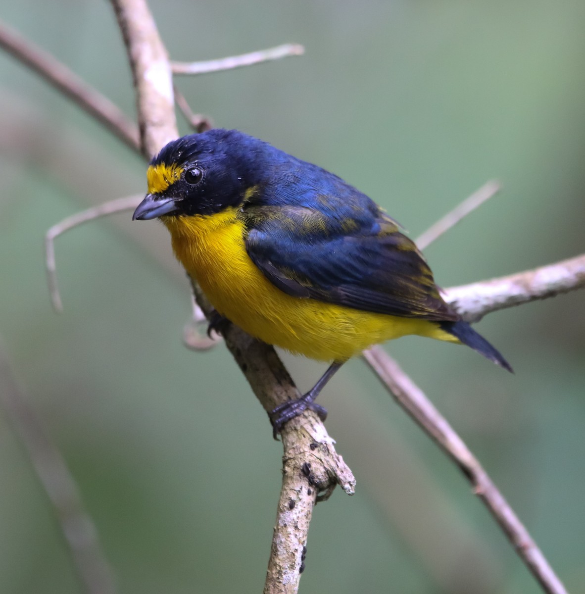 Yellow-throated Euphonia - ML213285101