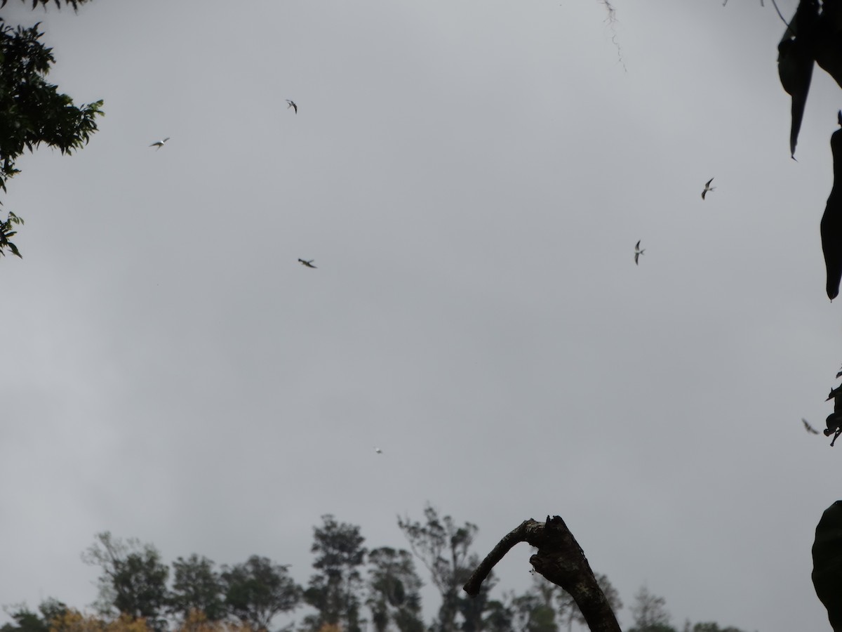 Swallow-tailed Kite - ML213285391