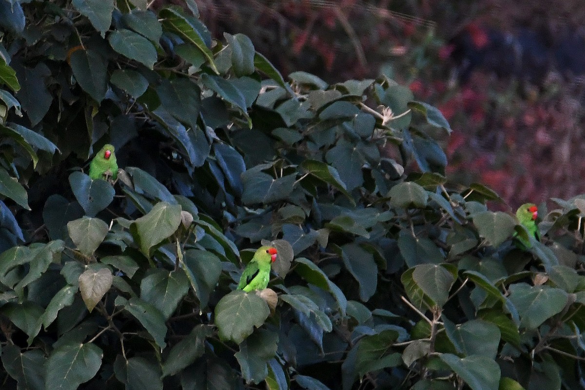 Black-winged Lovebird - ML213286241