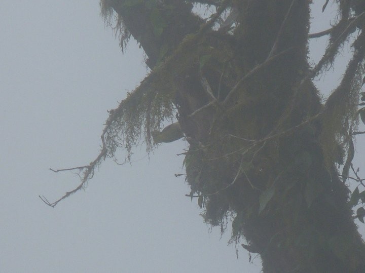 Taiwan Yellow Tit - ML21328661