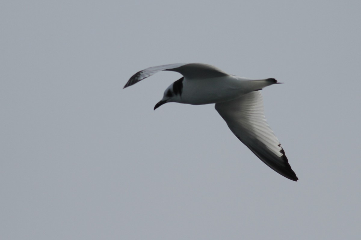 Black-legged Kittiwake - ML213287671