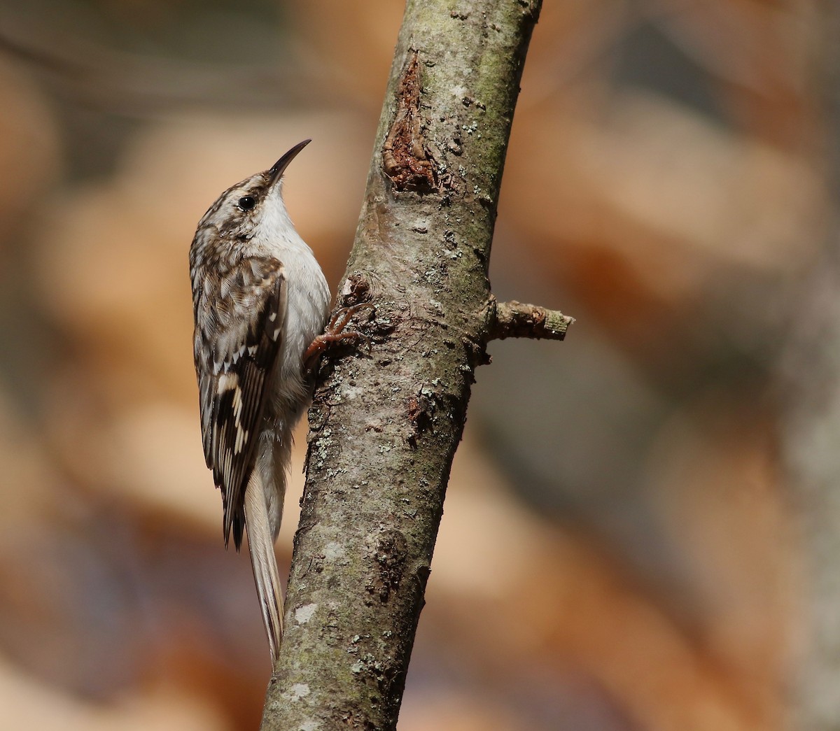 Brown Creeper - ML213287961