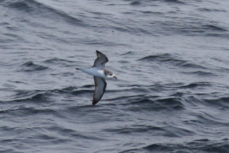 Cook's Petrel - ML213288031