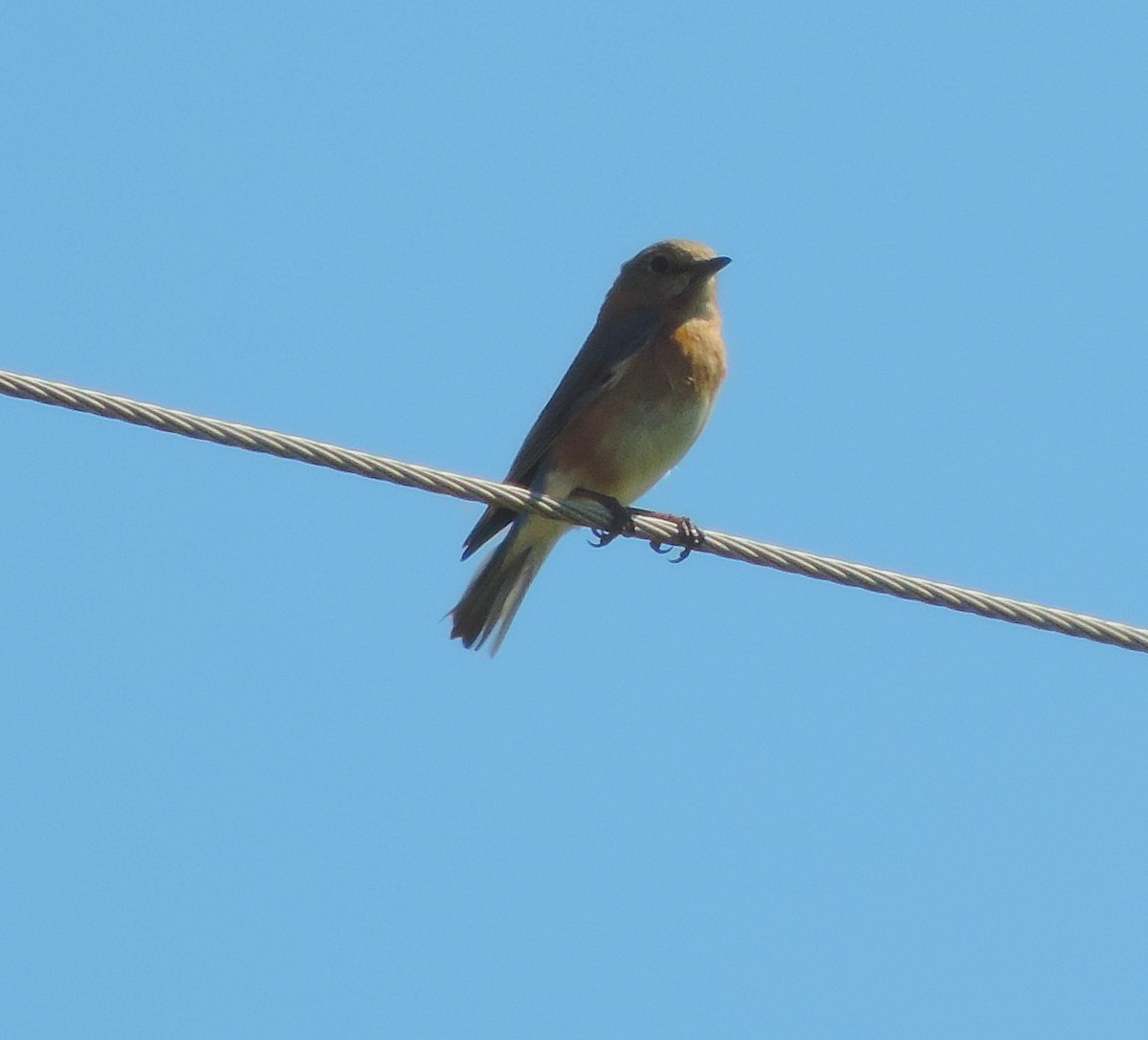 Eastern Bluebird - Jay Huner