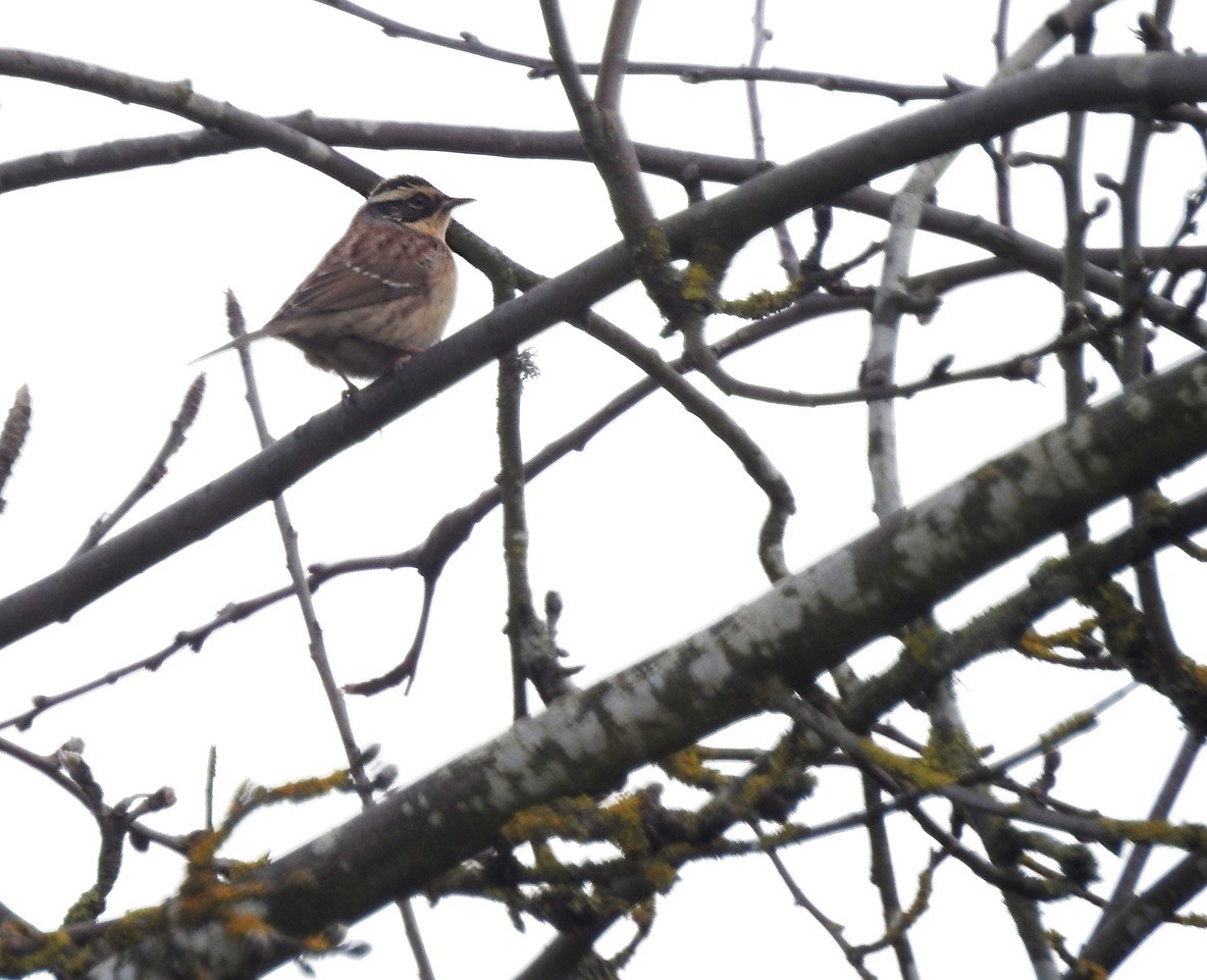 Siberian Accentor - ML213289181