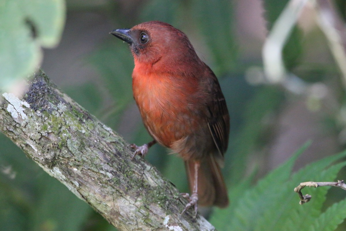 Red-throated Ant-Tanager - Isaias Morataya