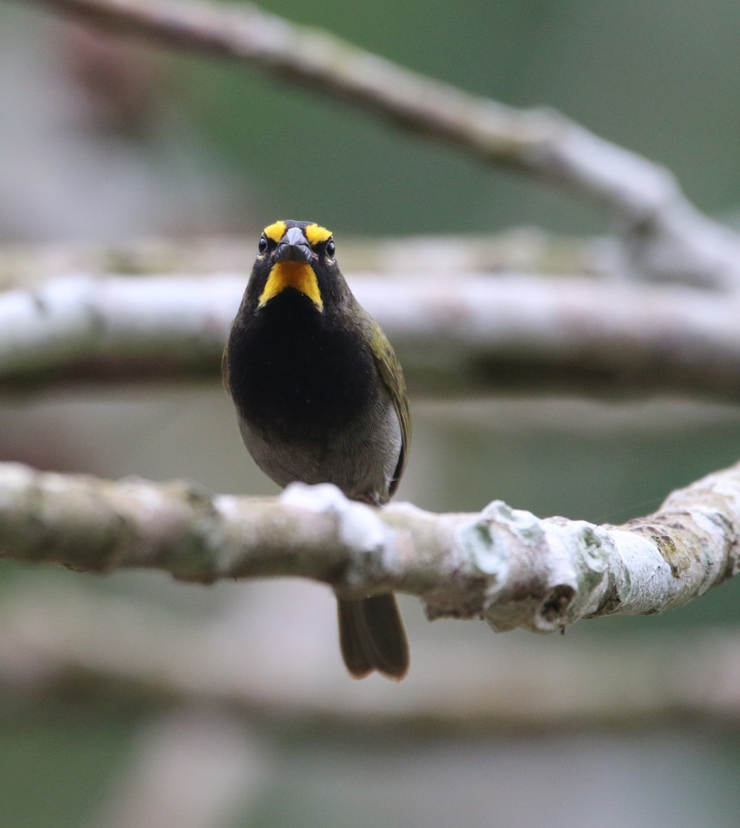 Yellow-faced Grassquit - ML213289481