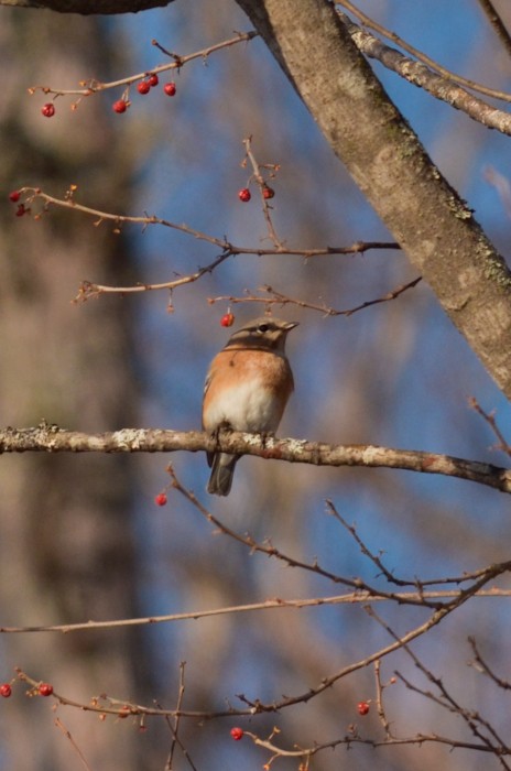 Doğulu Mavi Ardıç - ML213289521